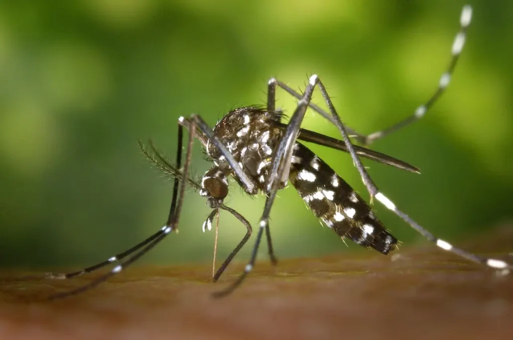 Aedes aegypti