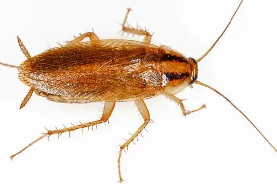 Barata francesinha (Blatella germanica)