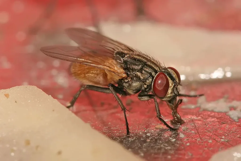Mosca doméstica