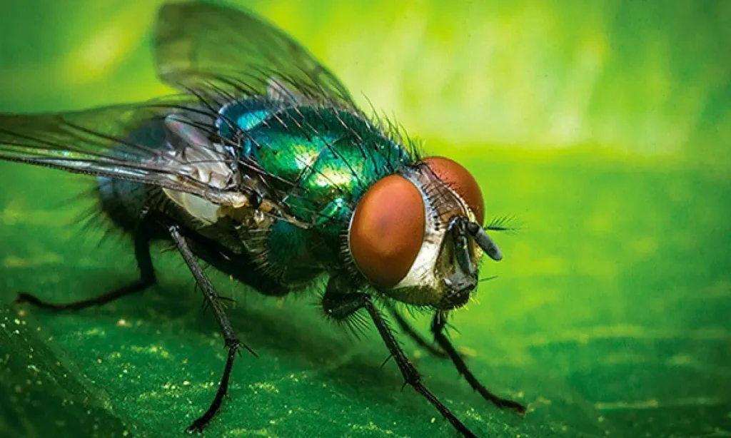 Mosca varejeira.