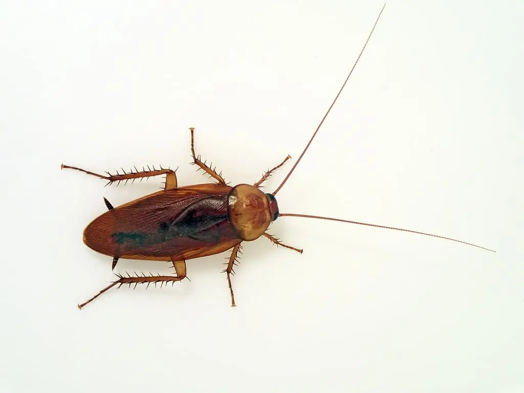 Barata-americana (Periplaneta americana)