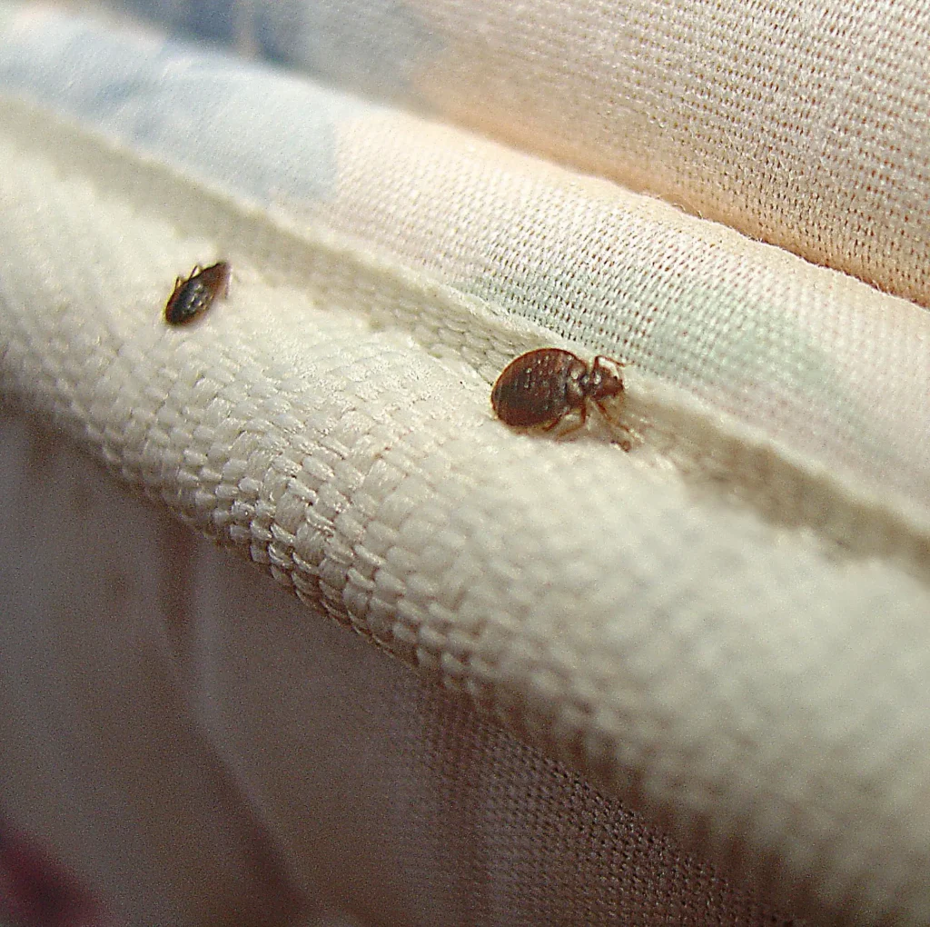 Percevejos de cama.